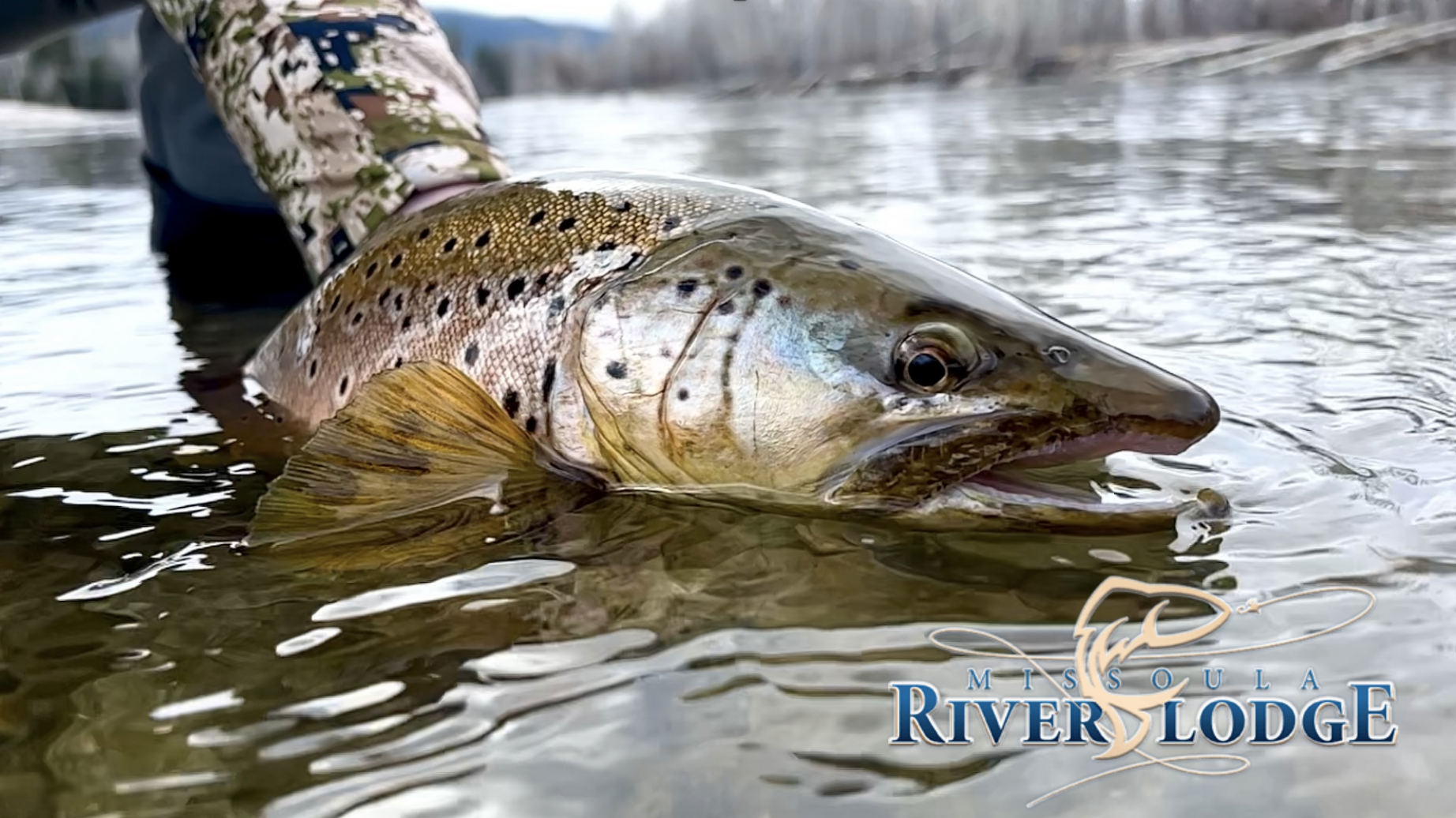 Runoff and the Tailwater Migration - Missoula River Lodge